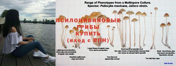 не бодяженный Заводоуковск